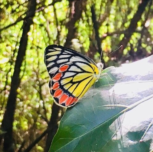 Butterfly recorded during biodiversity field observation
