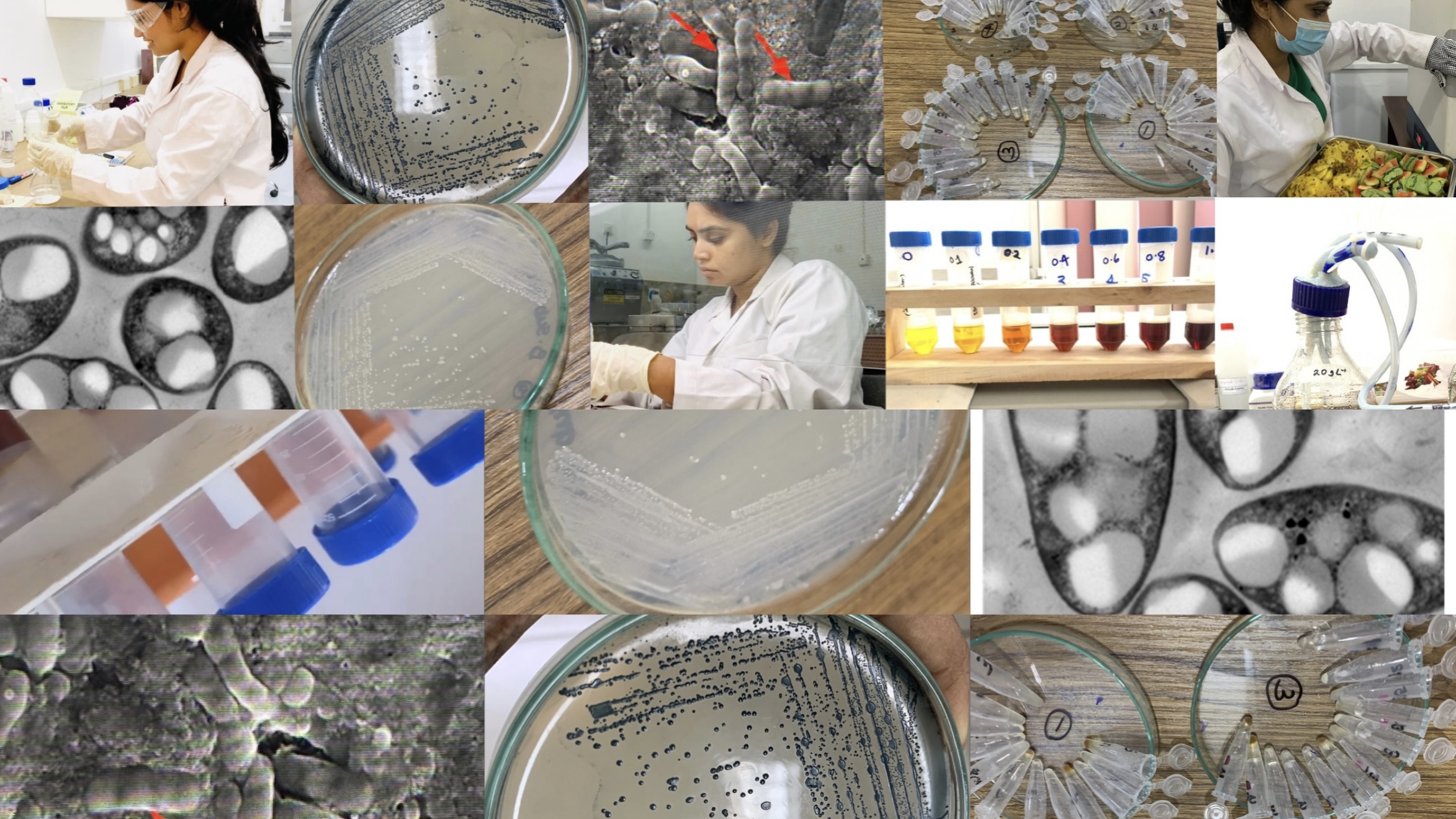 Collage documenting the PHA research workflow, including microbial cultures, assays, microscopy, fermentation, and fruit-waste preparation