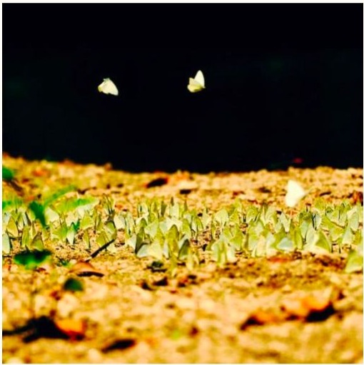 Butterflies gathered in a natural habitat
