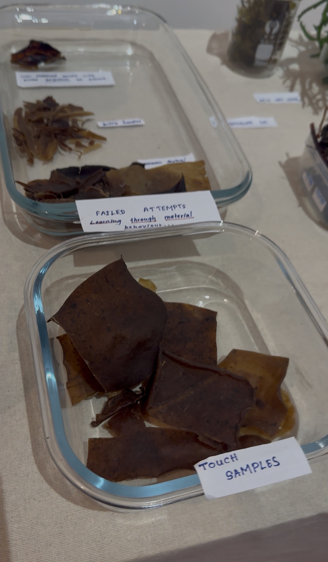 Early seaweed bioleather touch samples and documented failed attempts
