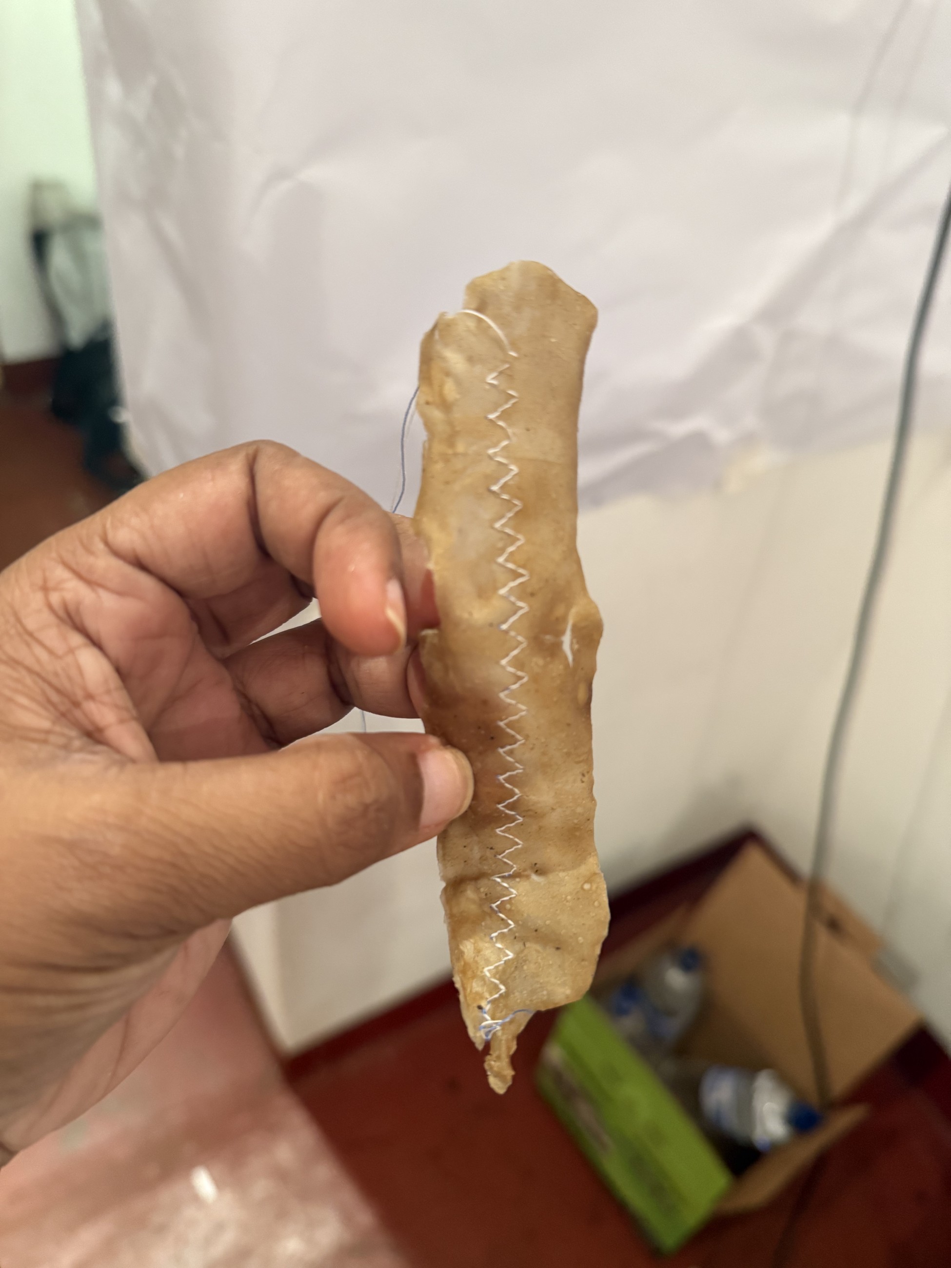 An early translucent seaweed-derived material strip