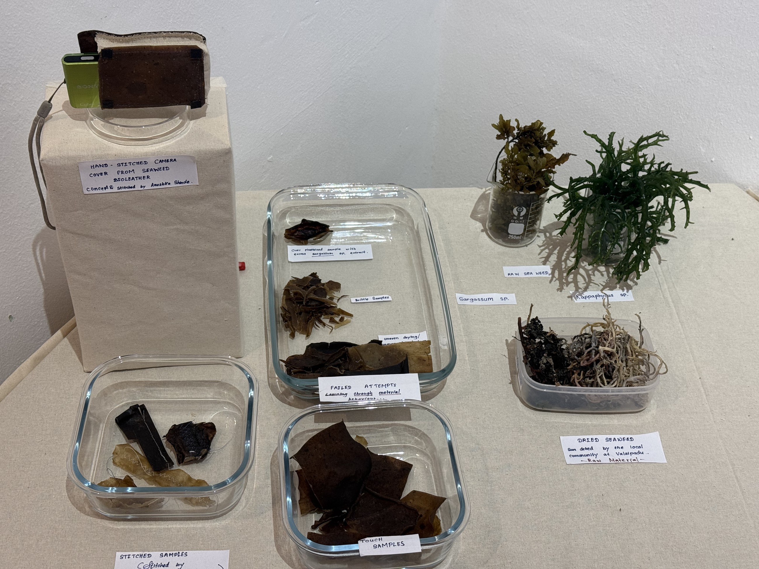 Seaweed material trials and samples documented during the Bio Design Lab