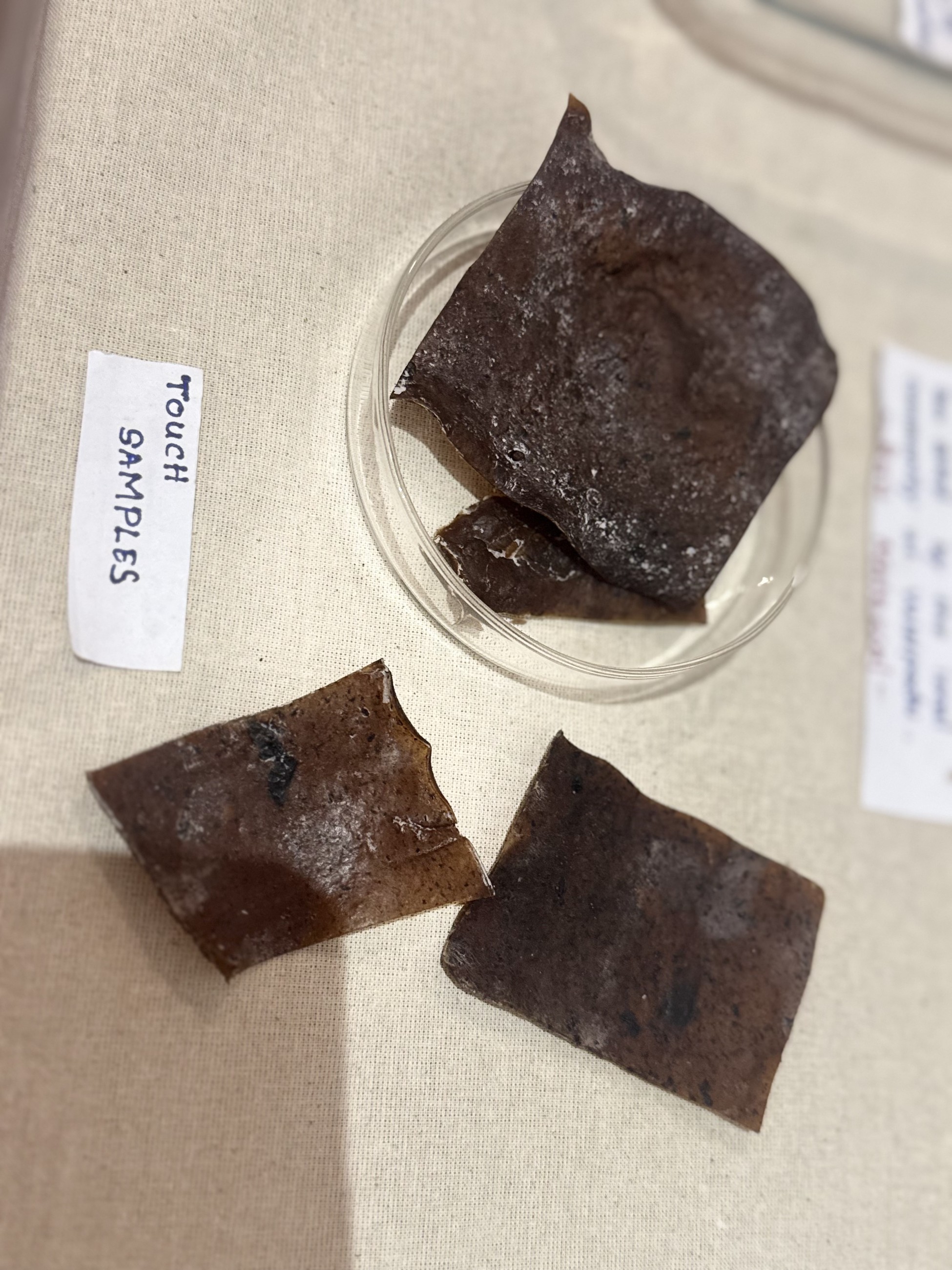 Seaweed-derived touch samples showing variations in texture and colour
